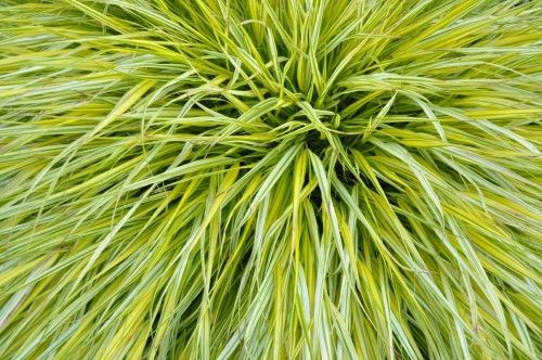 Hakonechloa macra Aureola