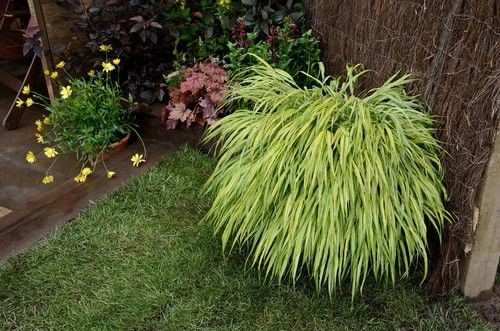 Hakonechloa macra