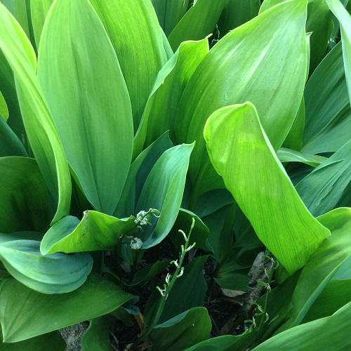 Lily of the Valley