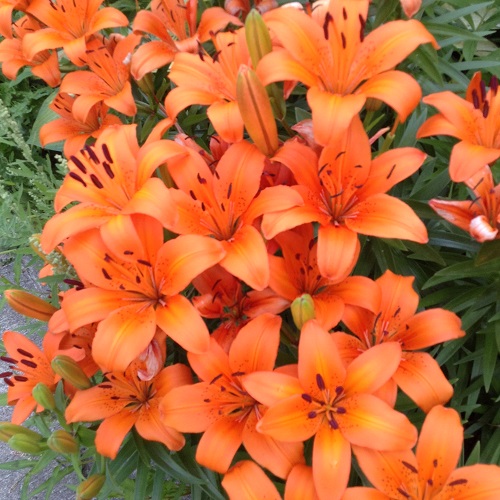 Orange Tiger Lily