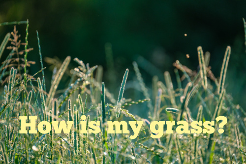 how is my grass