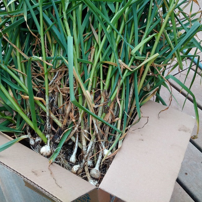 a box of harvested garlic plants