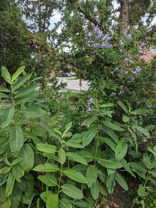 Milkweed