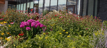 Native Plants at Lake Wilcox Park