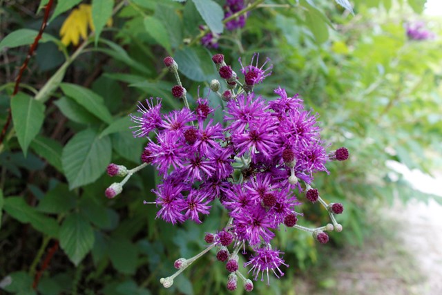 Hunter's Point Wildlife Park - Purple Asters