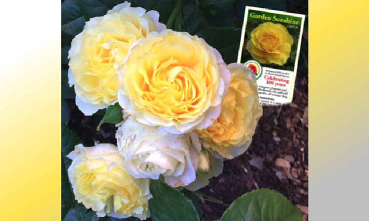 Garden Sunshine Rose