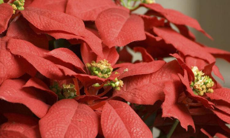 Poinsettia