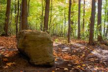 Beaver Woodland