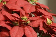 Poinsettia