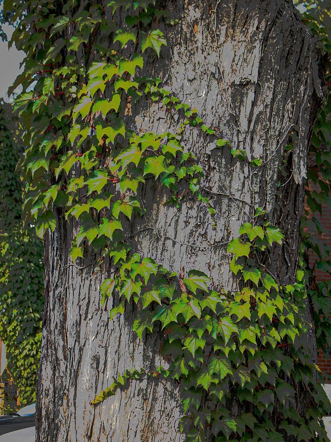 Let's Explore Richmond Hill - the streets west of Yonge