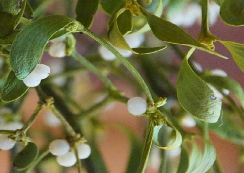 Mistletoe